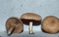 Inocybe fastigiella image