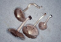 Inocybe albodisca image