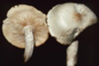 Hypsizygus ulmarius image