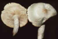 Hypsizygus ulmarius image