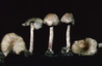 Lepiota cristata image