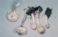Lepiota cristata image