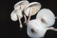 Leucocoprinus cepistipes image