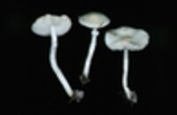 Lepiota pulcherrima image