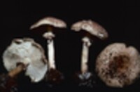 Echinoderma asperum image
