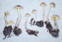Lepiota luteophylla image
