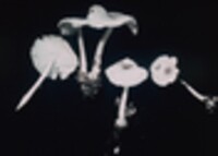 Lepiota lilacinogranulosa image