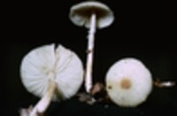 Lepiota cristata image