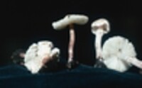 Lepiota cristata image