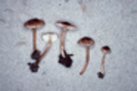 Lepiota castanea image