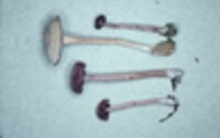 Laccaria amethystina image