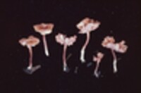 Laccaria ohiensis image