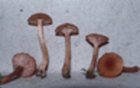 Laccaria bicolor image