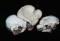 Lentinellus ursinus image