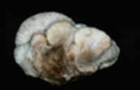 Lentinellus ursinus image