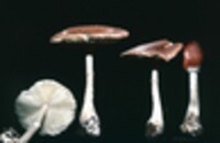 Lepiota rubrotincta image