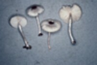 Lepiota phaeosticta image