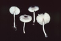 Lepiota phaeosticta image