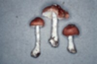 Lepiota rubrotincta image