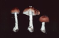 Lepiota rubrotincta image