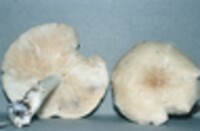 Leucopaxillus laterarius image