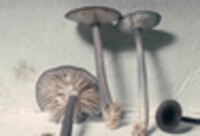 Entoloma serrulatum image