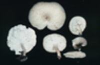 Lentinus squamosus image