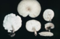 Lentinus squamosus image