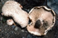 Lentinus ponderosus image