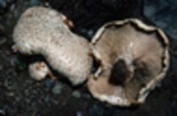 Lentinus ponderosus image