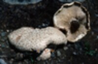 Lentinus ponderosus image