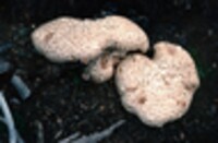 Lentinus ponderosus image