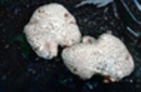 Lentinus ponderosus image