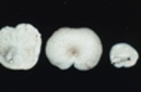 Lentinus tigrinus image