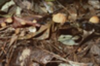 Marasmius siccus image
