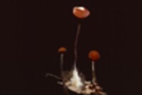 Marasmius sullivantii image