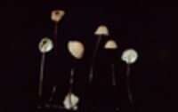 Marasmius siccus image