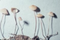 Marasmius siccus image