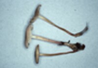 Marasmius spissus image