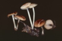 Marasmius strictipes image