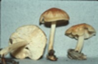 Marasmius strictipes image