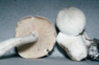 Leucocybe connata image