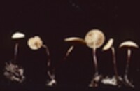 Marasmius delectans image