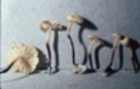 Marasmius delectans image