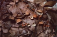 Marasmius pulcherripes image