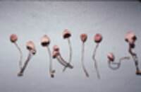 Marasmius pulcherripes image