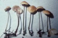 Rhizomarasmius pyrrhocephalus image