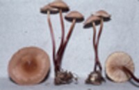 Marasmius cohaerens image