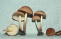 Marasmius floridanus image