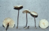Marasmius delectans image
